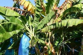 大香蕉国产片,国产影视的激情演绎与时代印记