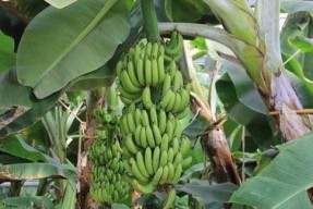 大香蕉国产在线观看,揭秘热门影视资源背后的故事